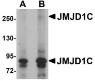NBP1-77072 - JMJD1C / TRIP8