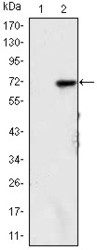 NBP1-51642 - JMJD2A / KDM4A