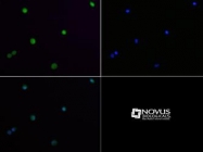 NBP1-49602 - JMJD2A / KDM4A
