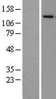 NBL1-12103 - Lysine-specific demethylase 4A Lysate