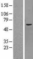NBL1-12105 - JMJD2D Lysate