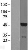 NBL1-12884 - JNK1 Lysate
