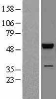 NBL1-12885 - JNK2 Lysate