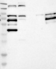 NBP1-87723 - JAW1 / LRMP