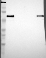NBP1-87724 - JAW1 / LRMP