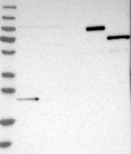 NBP1-80723 - KBTBD5 / SRYP