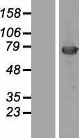 NBL1-12133 - KBTBD5 Lysate