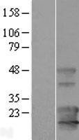 NBL1-12148 - KCNE1L Lysate