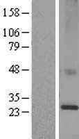NBL1-12220 - KDELR1 Lysate
