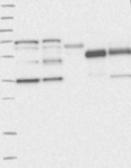 NBP1-85931 - KIAA0247