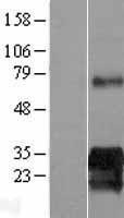 NBL1-12240 - KIAA0247 Lysate