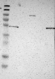 NBP1-86075 - KIAA0513