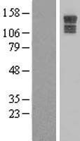 NBL1-12252 - KIAA0649 Lysate