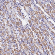 NBP1-83096 - KIAA1199