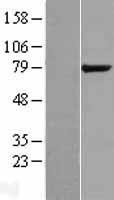 NBL1-15487 - KIAA1434 Lysate