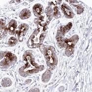 NBP1-86291 - KIAA1586