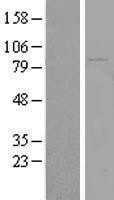 NBL1-12270 - KIAA1586 Lysate
