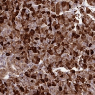 NBP1-92052 - WWC1
