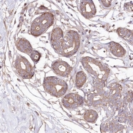 NBP1-92053 - WWC1
