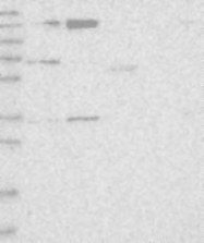 NBP1-92052 - WWC1