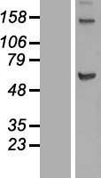 NBL1-12285 - KIF12 Lysate