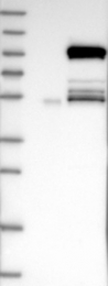 NBP1-82772 - KIF9