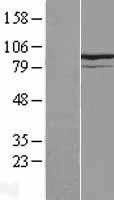 NBL1-12298 - KIF9 Lysate