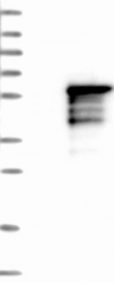 NBP1-81917 - ZNF393
