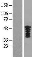 NBL1-12318 - KLF17 Lysate