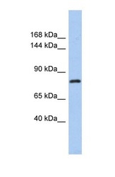 NBP1-56298 - KLHL32