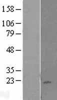 NBL1-12364 - KLRC4 Lysate