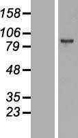 NBL1-10399 - KMT6 / EZH2 Lysate
