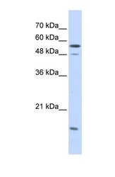 NBP1-58067 - KPNA2 / Importin alpha-2