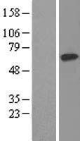 NBL1-12370 - KPNA2 Lysate