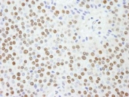 NB100-81651 - KPNA4 / Importin alpha-4