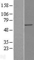 NBL1-12372 - KPNA4 Lysate