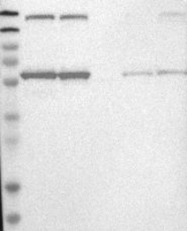 NBP1-83762 - KPNA6 / Importin alpha-7