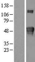 NBL1-12378 - KREMEN2 Lysate