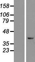 NBL1-12379 - KRR1 Lysate