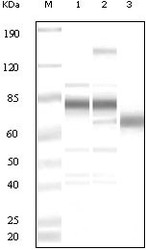 NB100-2197 - Herpes Virus Type 8 / HHV8