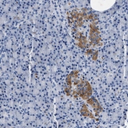 NBP1-92033 - KLK13 / Kallikrein-13