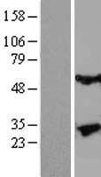 NBL1-12348 - Kallikrein 13 Lysate