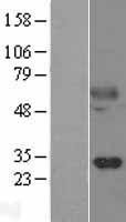 NBL1-12349 - Kallikrein 14 Lysate