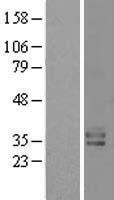 NBL1-12350 - Kallikrein 15 Lysate