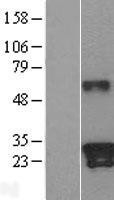 NBL1-12358 - Kallikrein 9 Lysate
