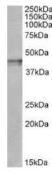 NBP1-68860 - Kappa Opioid Receptor