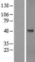 NBL1-12375 - Kaptin Lysate