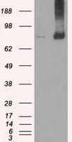 NBP1-47745 - FERMT2 / PLEKHC1