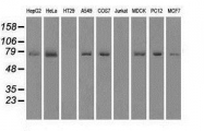 NBP1-47745 - FERMT2 / PLEKHC1