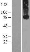 NBL1-10677 - Kindlin-2 Lysate